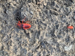 Probergrothius