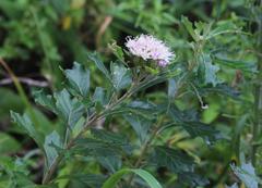 Gymnanthemum capense