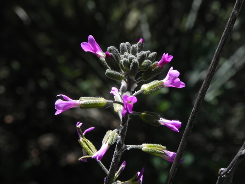 Image of Boechera californica by (c) James C. Davis, some rights reserved (CC BY-SA)