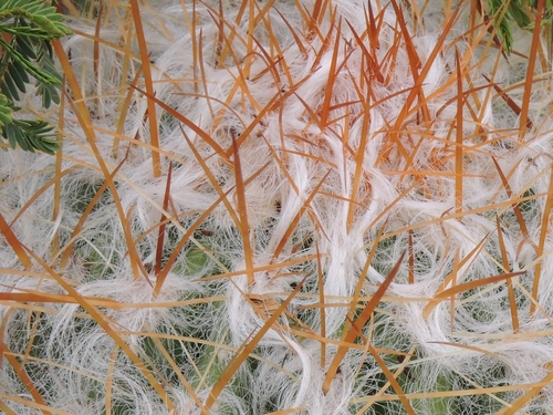 Image of Oreocereus trollii by no rights reserved