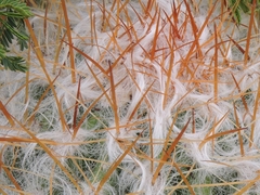 Oreocereus trollii