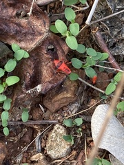 Probergrothius