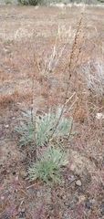 Artemisia campestris pacifica