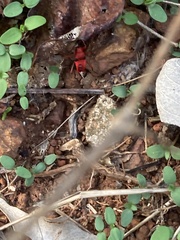 Probergrothius