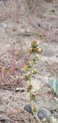 Artemisia campestris borealis