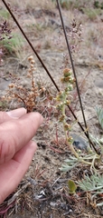 Artemisia campestris borealis