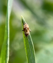 Vesperocoris paddocki