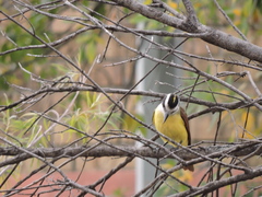 Pitangus sulphuratus