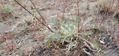 Artemisia campestris borealis
