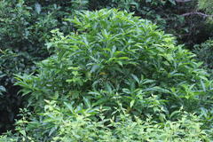 Tarenna pavettoides pavettoides