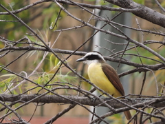 Pitangus sulphuratus