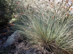 Juncus acutus acutus