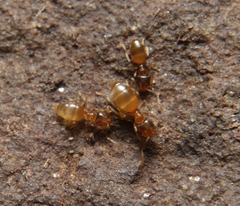 Brachymyrmex depilis