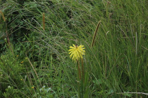 Cod Poker (Kniphofia coddiana)