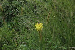 Kniphofia coddiana