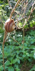 Nesiohelix
