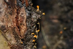 Eustilbum aureum