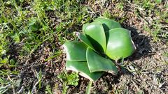 Ammocharis longifolia