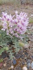 Astragalus succumbens