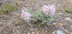 Astragalus succumbens