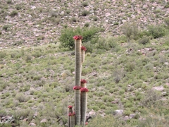 Trichocereus tarijensis