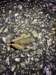 Pseudacris brachyphona