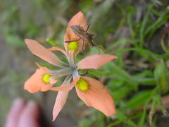 Moraea papilionacea