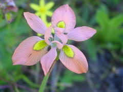 Moraea papilionacea