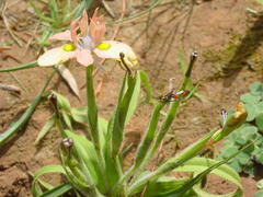 Moraea papilionacea