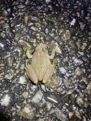 Pseudacris brachyphona