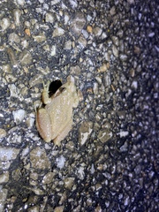 Pseudacris brachyphona