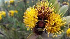 Leucospermum rodolentum