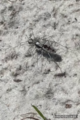 Ellipsoptera hirtilabris