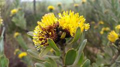 Leucospermum rodolentum