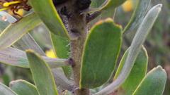 Leucospermum rodolentum
