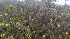 Leucospermum rodolentum