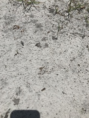 Ellipsoptera hirtilabris