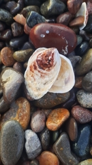 Crepipatella lingulata