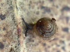 Pernagera albanensis