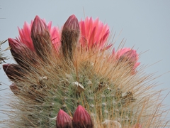 Trichocereus tarijensis