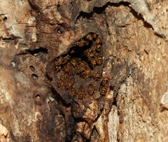 Scaptotrigona hellwegeri
