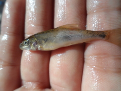 Catostomus bernardini