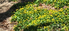 Ficaria verna
