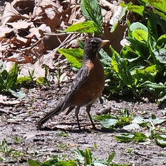 Turdus migratorius