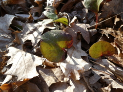 Pyrola americana
