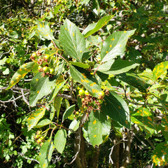 Crataegus rivularis