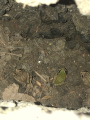 Pseudacris hypochondriaca