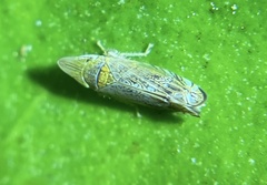 Scaphytopius