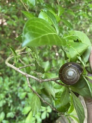 Nesiohelix