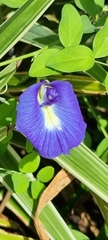 Clitoria ternatea